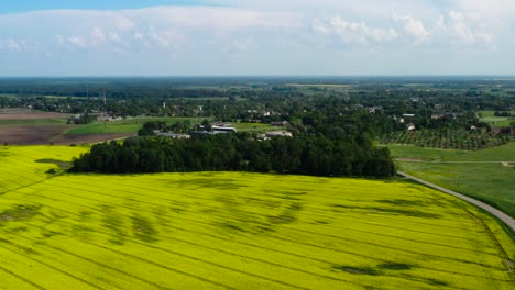 Blooming-rapeseed-field-near-small-Latvian-countryside-town-with-green-trees