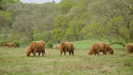 Herd-of-Traditional-Scottish-Highland-Cows-Grazing-in-Green-Grassland