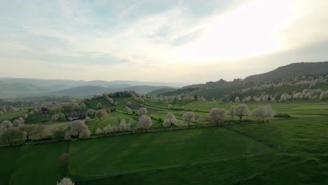 Aerial-drone-footage-of-lush,-hilly-terrain-in-Central-Slovakia-near-Hrinova,-showcasing-blooming-pear-trees-in-vibrant-springtime