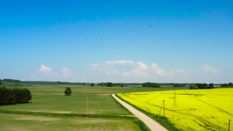 Großer-Vogelschwarm-Im-Blauen-Himmel-über-Einem-Gelben-Rapsfeld-Und-Einer-Grünen-Wiese