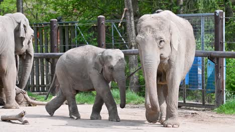 African-Elephants-and-baby-walking-around-outside-enclosure