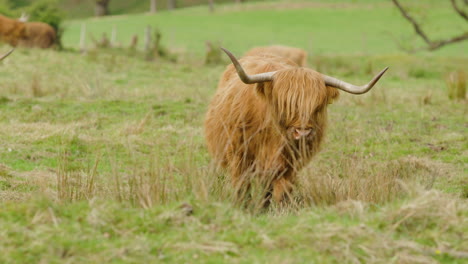 Highland-cow-with-long-horns-and-shaggy-fur-grazing-in-a-lush-green-field-in-Scotland