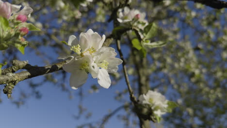 Weißer-Apfelbaum-Blume-Nahaufnahme-Zweig-Weiße-Blume-Sonniger-Tag