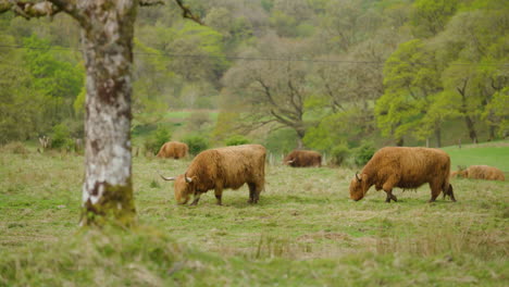 Vacas-De-Las-Tierras-Altas-Pastando-En-Un-Exuberante-Campo-Verde-En-Escocia-En-Un-Día-Nublado