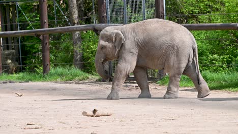 Mother-and-baby-elephant-walking-in-zoo-enclosure