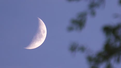 Epische-Zunehmende-Mondsichelphase-Am-Himmel-Mit-Sich-Im-Wind-Bewegenden-Ästen