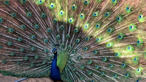 Adult-male-peacock-with-his-tail-feathers-on-full-display---isolated-close-up