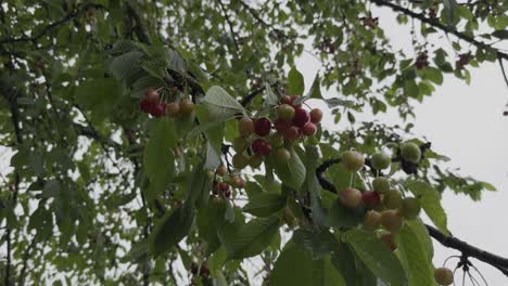 Close-Up-Maturing-Cherries-On-A-Branch-Full-Of-Leaves-In-Cloudy-Windy-Day