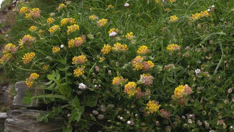 Yellow-flowers-growing-on-cliff-by-the-sea