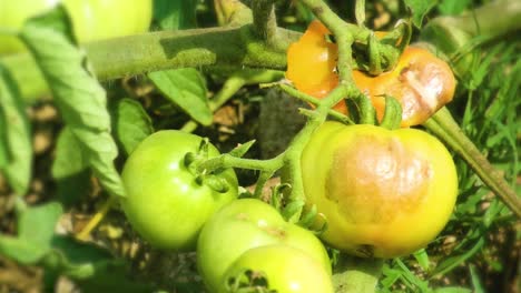 Unreife-Grüne-Tomaten-Am-Strauch-Mit-Sichtbarer-Krankheit-Auf-Der-Haut
