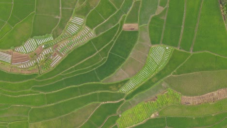 Hohe-Luftaufnahme-über-Die-Riesigen-Grünen-Reisfelder-Indonesiens