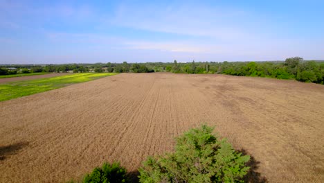Aerial-dolly-shot-overhead-a-wheat-field-before-being-harvested-in-Bernis