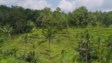 Panorama-of-Tegallalang-rice-terraces-landscape-in-Gianyar,-Bali,-Indonesia