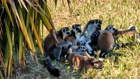 A-ringtailed-lemur-family-lazing-in-the-gras-under-a-yucca-plant