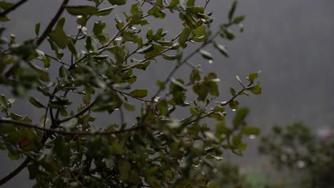 Toma-En-Cámara-Baja-De-Gotas-De-Lluvia-Cayendo-Sobre-Hojas-De-Roble-Verde,-Creando-Una-Atmósfera-Pacífica-Y-Serena