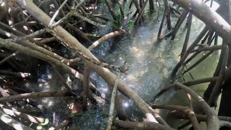 Water-Rippling-Through-Mangrove-Forest,-4K