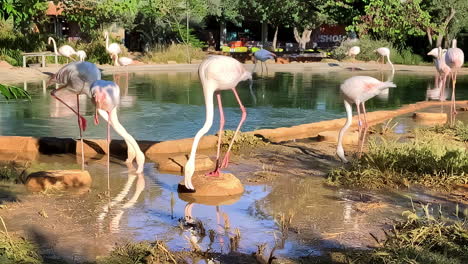 Pink-flamingos-in-foraging-in-a-pond