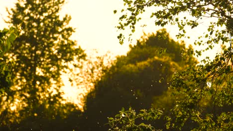 Hypnotic-pollen-motion-in-air-during-golden-hour-sunset-near-forest,-Latvia