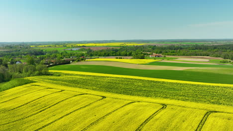 An-aerial-view-of-rolling-yellow-rapeseed-fields-interspersed-with-green-fields-and-a-single-wind-turbine-in-the-background,-under-a-clear-blue-sky