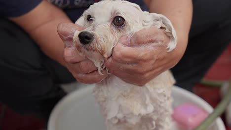 Lindo-Caniche-Blanco-Bañado-Por-Su-Dueño,-Con-Agua-Jabonosa-Y-Tierno-Cuidado