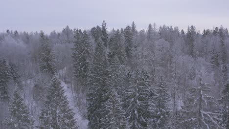 Drohne-Fliegt-Rückwärts-über-Verschneiten-Und-Frostigen-Wald