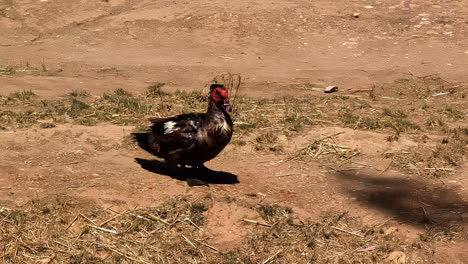 Muscovy-duck-standing-and-wiggling-tail,-slow-motion-view