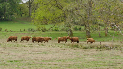 Herd-of-Highland-Cows-in-Green-Pasture-in-Springtime-SLOMO