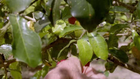 Picking-selecting-ripe-Acerola-fruit,-Barbados-cherry,-West-Indian-cherry