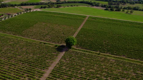 Hohe-Einspielung-Eines-Großen-Baumes-In-Der-Mitte-Eines-Weinguts-In-Le-Cres