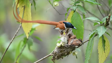 Indian--paradise-Fly-Catcher-Male-bird-with-hicks