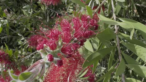 Fabelhafte-Rote-Blume-Nahaufnahme-Purpurrote-Bottlebrush-Unter-Der-Sonne