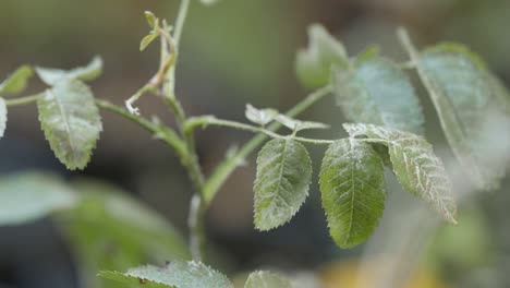 Close-up-of-green-leaves-on-a-plant-covered-in-delicate-frost-in-the-morning-light