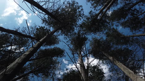 Wide-shot-looking-upwards-to-the-sky,-through-cedar-forest-trees-bending-with-the-wind