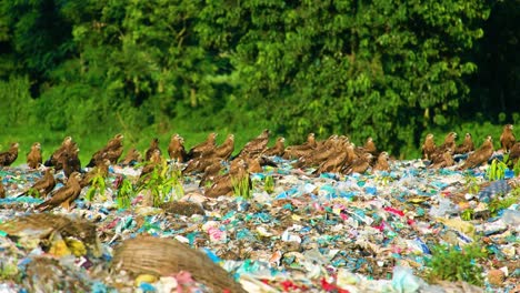 Black-Kites-Or-Eagle-Birds-On-Garbage-Landfill---Wide-Shot