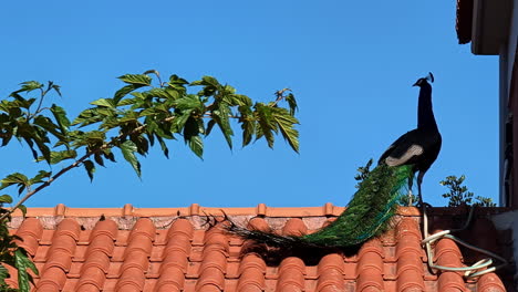 Adult-male-peacock-perched-on-a-roof