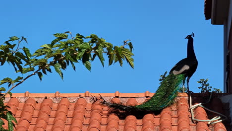 Erwachsener-Männlicher-Pfau-Thront-Auf-Einem-Dach