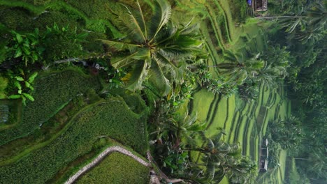 Terraza-De-Arroz,-Exuberante-Plantación-En-Cascada-Contorneada-Verde-Y-Saludable