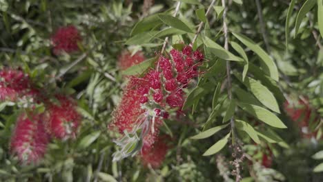 Schöne-Rote-Blume-Nahaufnahme-Purpurrote-Bottlebrush-Unter-Der-Sonne