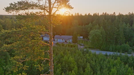 Aerial-tracking-shot-revealing-a-Eco-house,-behind-a-spruce-tree,-summer-sunrise