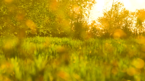 Bright-countryside-sunset,-pollen-particles-near-forest-and-wheat-field