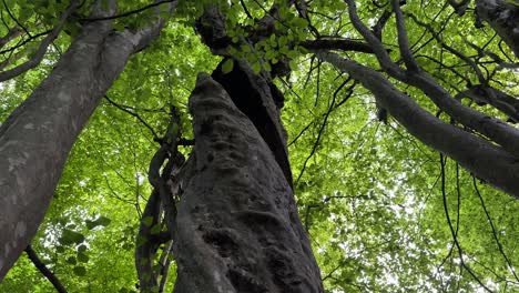 Mira-El-Cielo-Vista-Amplia-Paisaje-De-Parotia-Persica-Tronco-De-árbol-De-Palo-De-Hierro-Persa-Licencia-Verde-En-La-Selva-Tropical-Huracán-Azerbaiyán-Hito-Natural-Bakú-Destino-Turístico-Medio-Oriente-Arabia-Saudita