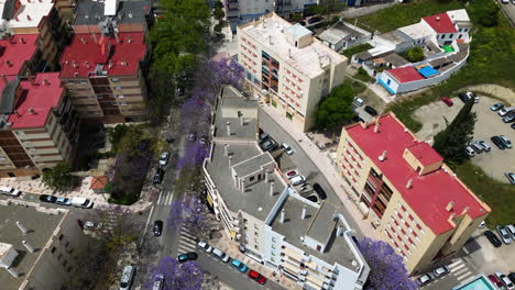Blühende-Blaue-Bäume-In-Der-Innenstadt-Von-Estepona,-Luftaufnahme