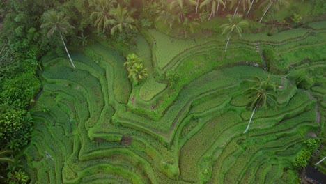 Terraza-De-Arroz-En-Una-Exuberante-Selva-Verde,-Plantaciones-En-Cascada-Contorneadas-Saludables