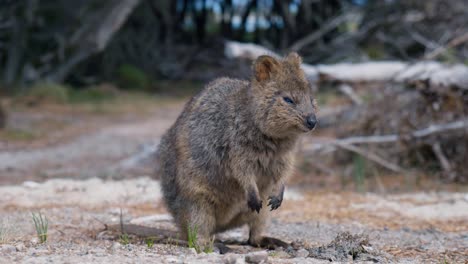 Animal-Nativo-Australiano,-Un-Quokka-En-La-Isla-Rottnest,-Australia