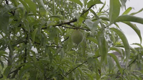 Melocotón-Verde-Madurando-En-Un-Melocotonero-Lleno-De-Hojas-En-Un-Día-Nublado-Y-Ventoso