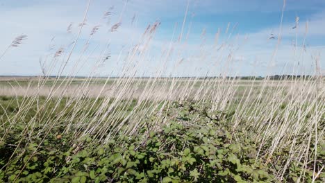 La-Brisa-Del-Viento-Mece-Los-Pastos-De-Caña-Larga,-Westwood-Marsh-Fenland-Suffolk