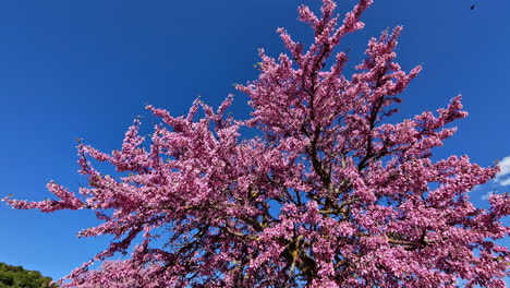 A-blooming-pink-peach-tree-against-a-bright-blue-sky