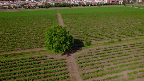 Aerial-establishing-shot-of-a-tree-in-the-middle-of-rows-of-vineyards