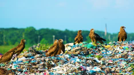 Eine-Gruppe-Falken-Durchsucht-Weggeworfenen-Müll-Auf-Einer-Schmutzigen-Mülldeponie---Nahaufnahme
