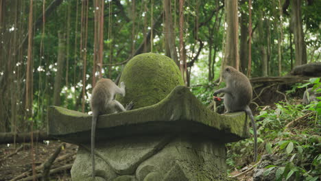 Playful-Grey-colored-Monkeys-or-Long-tailed-Macaques-in-Ubud-Monkey-Forest-Sitting-on-Stone-Temple-Sculpture-and-Fight
